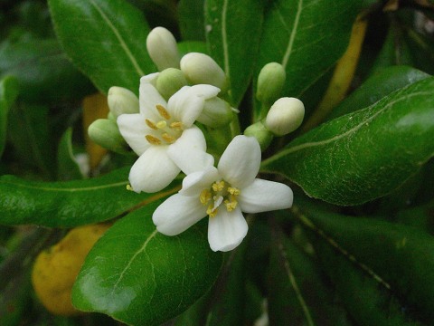 pittosporum.jpg