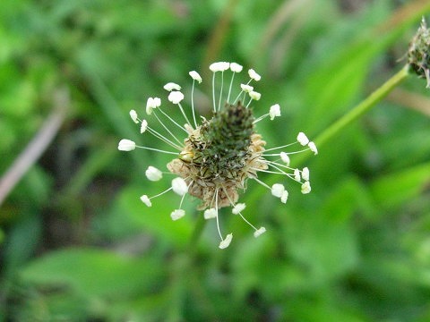 plantago.jpg