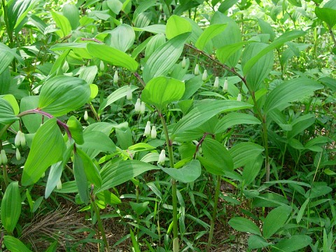 polygonatum.jpg