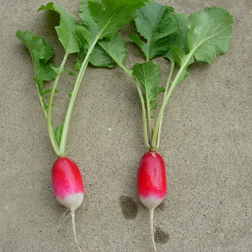 radish.jpg
