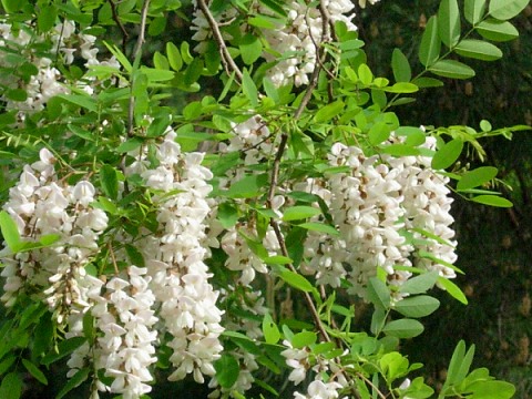 robinia.jpg
