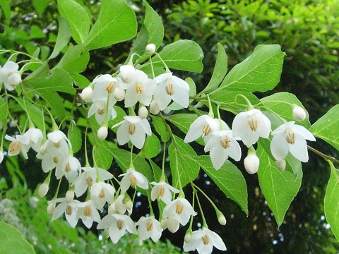 styrax.jpg