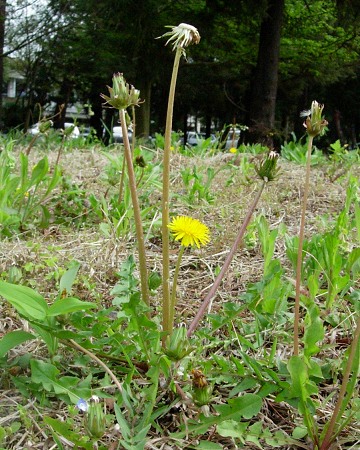 taraxacum.jpg