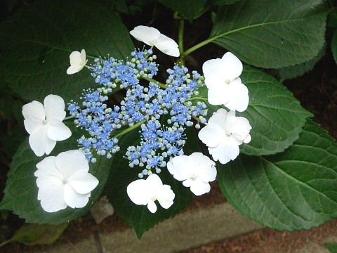 hydrangea1.jpg