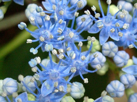 hydrangea2.jpg