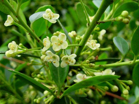 ilex.jpg