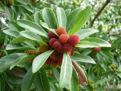 myrica.jpg