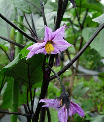 solanum.jpg