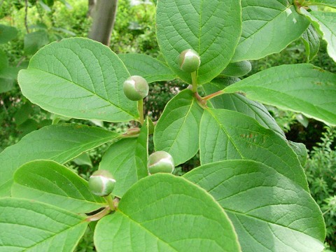 stewartia.jpg