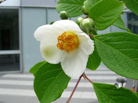 stewartia_flower.jpg