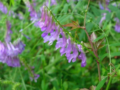 vicia.jpg