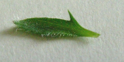 vicia_stipule.jpg