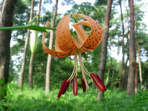 lilium.jpg