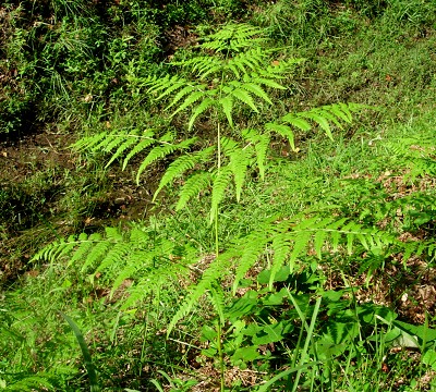 pteridium.jpg