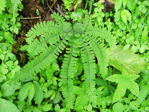 adiantum.jpg