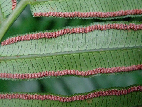 angiopteris.jpg
