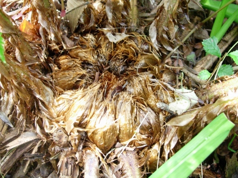 dryopteris1.jpg