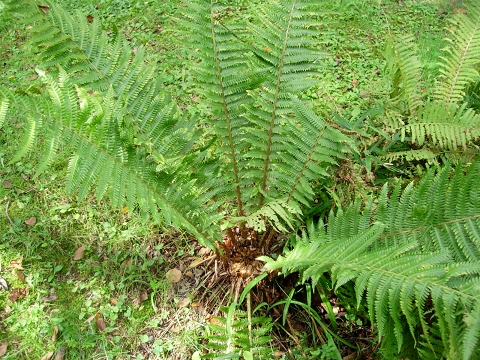 dryopteris2.jpg