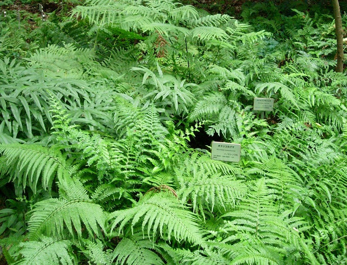 fern_garden.jpg