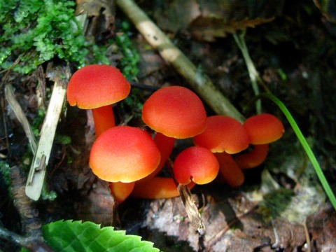 mashroom2.jpg