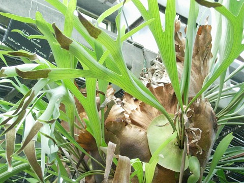 platycerium.jpg