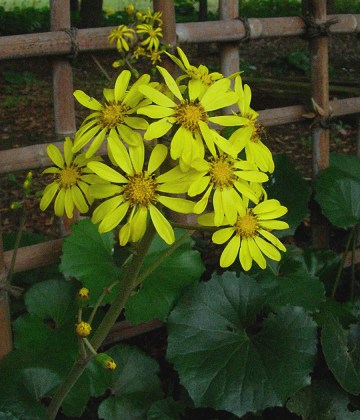 farfugium.jpg