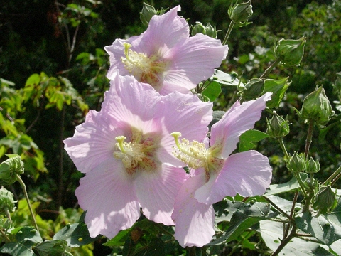 hibiscus.jpg