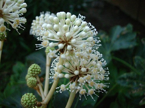 fatsia.jpg