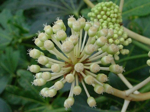 fatsia_f.jpg