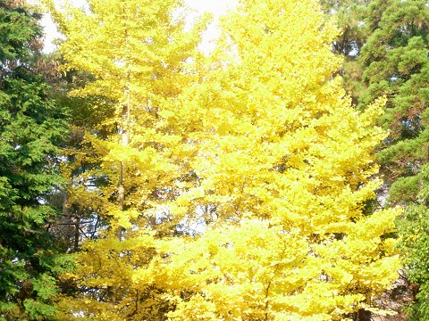 ginkgo.jpg