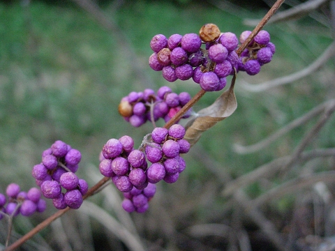callicarpa.jpg