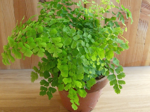 adiantum.jpg