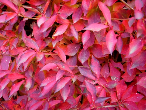 enkianthus.jpg