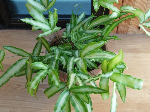 pteris.jpg
