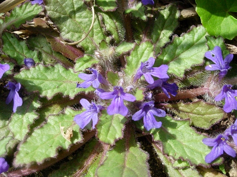 ajuga.jpg