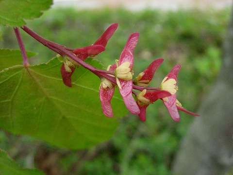 acer.jpg