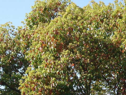 cinnamomum.jpg