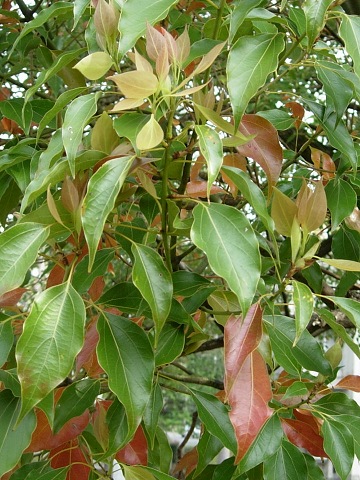 cinnamomum2.jpg