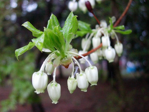 enkianthus.jpg