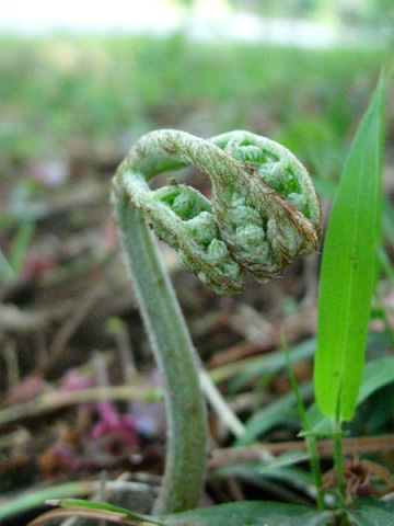 pteridium.jpg