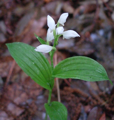 cephalanthera.jpg