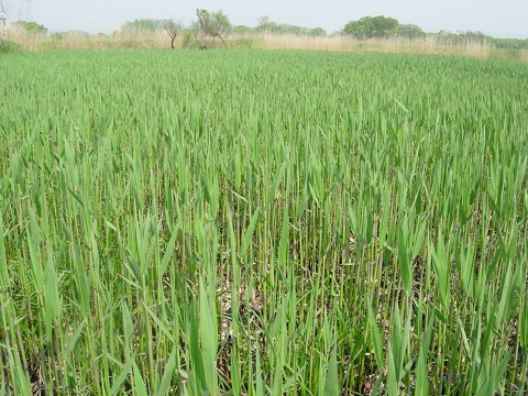 phragmites.jpg