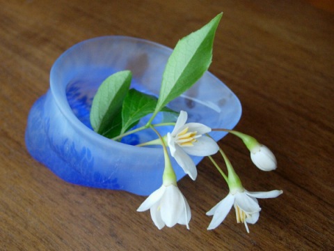 styrax.jpg