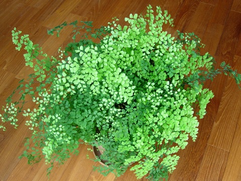 adiantum.jpg