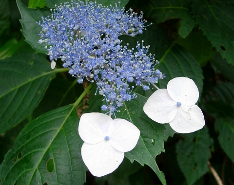 hydrangea1.jpg