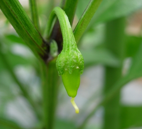 pepper_fr1.jpg