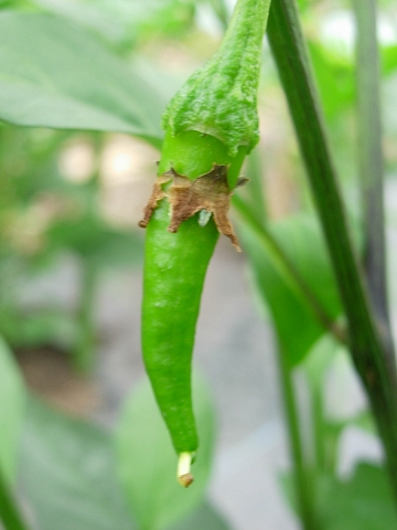 pepper_fr2.jpg