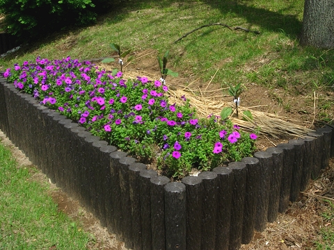 petunia_solanum.jpg
