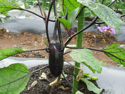 solanum.jpg