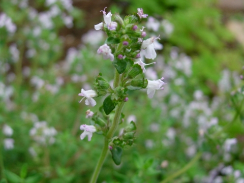 thymus1.jpg